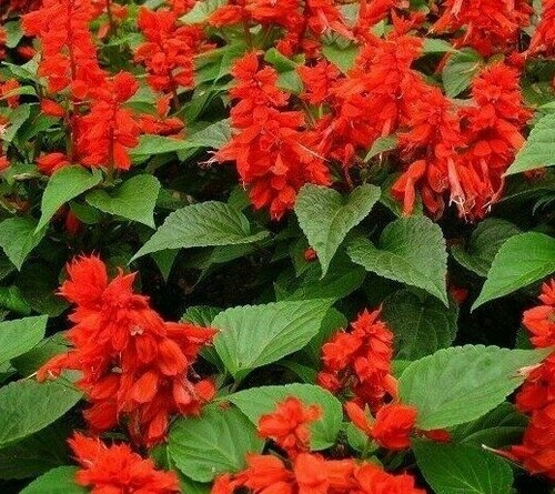 Scarlet sage flower - seeds, 200+