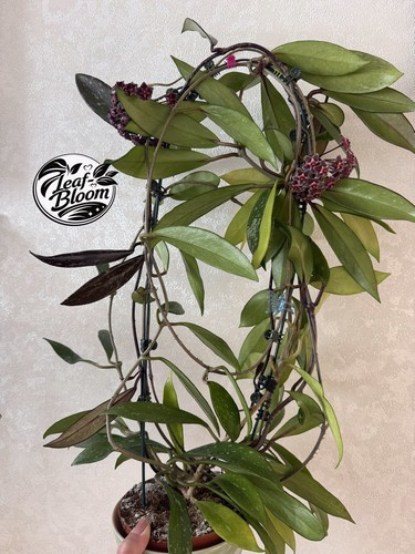 Hoya pubicalyx royal hawaiian - 'royal,