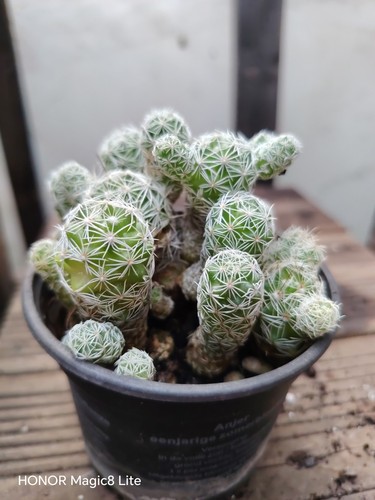 Mammillaria gracillis fragilis - mammillaria,