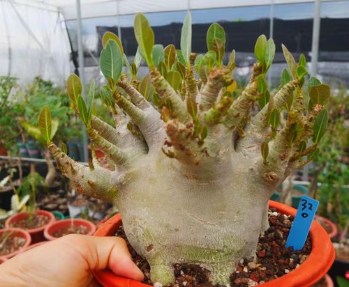 Adenium obesum wysiwyg garden - obesum,