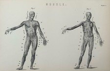 Antique Print c1870s Human Muscles | Victorian Anatomy Engraving Biology Art