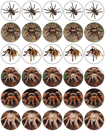 Tarantula cupcake toppers - tarantula,