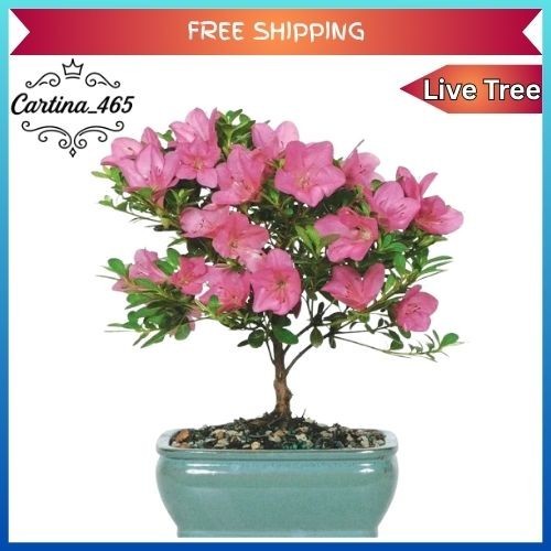 Brussel bonsai satsuki - bonsai,