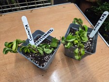 HOYA CARNOSA COMPACTA GREEN ,HINDU ROPE ,MEDIUM ,HOUSE PLANT