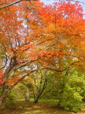 Acer monspessulanum small - acer, monspessulanum,