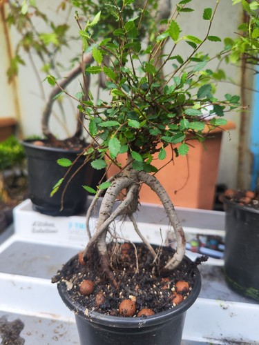 Chinese elm - elm,