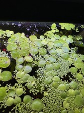 10x Amazon Frogbit Tropical