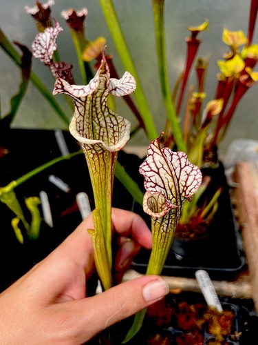 Sarracenia leah wilkerson - sarracenia,