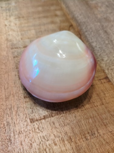 Polished tiger clam shell - polished,
