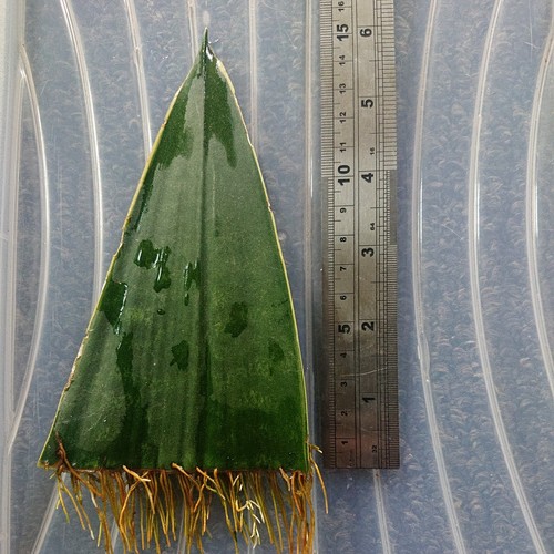 Snake plant leaf - plant,