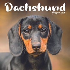Dachshund Puppies Mini