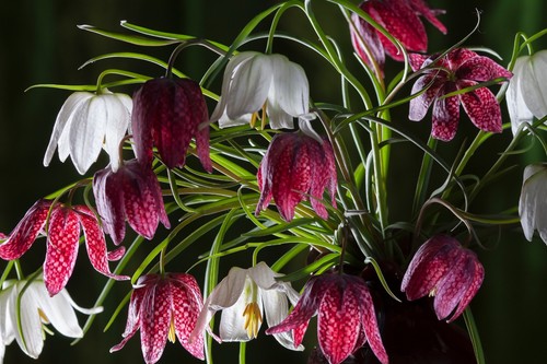 Fritillaria meleagris - 20,