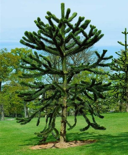 Monkey puzzle tree - monkey,