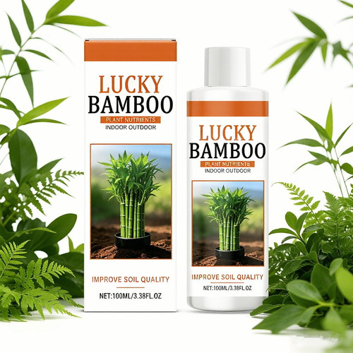 Lucky bamboo plant - plant, nutrients