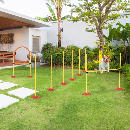 Dog agility equipment training - dog,