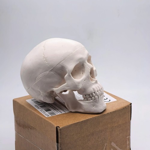 Human skull replica resin - human,
