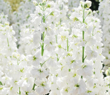 150x White Christmas Column