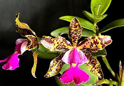 Rare cattleya peckaviensis - rare,