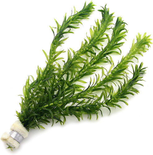 Elodea densa 1 bunch - 1,