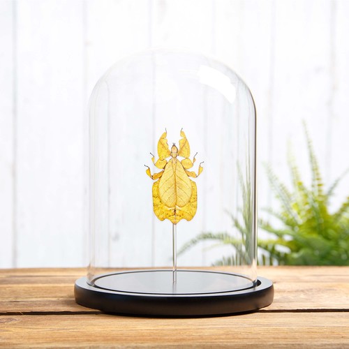 Gray leaf taxidermy insect - gray's,