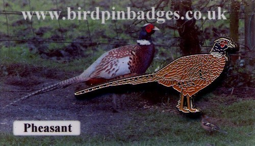 Pheasant bird pin badge - pheasant,