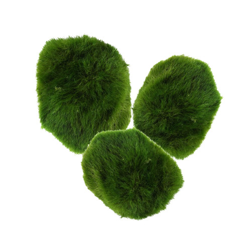 Marimo moss balls - ,