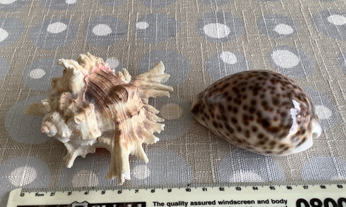 Vintage murex sea - murex, shell
