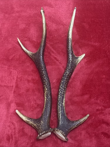 Pair sika deer antlers - pair, of
