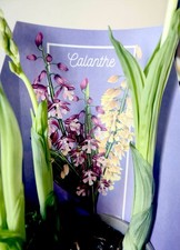 Calanthe Garden Orchid Hardy