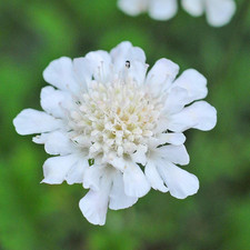 Scabiosa incisa Kudo White 1