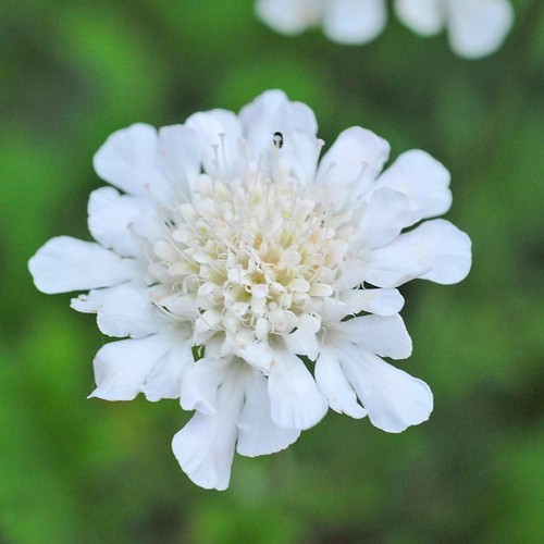 Scabiosa incisa kudo white - scabiosa,