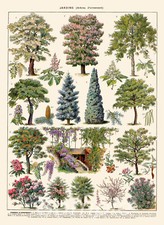 TC03 TREE CHART BOTANICAL