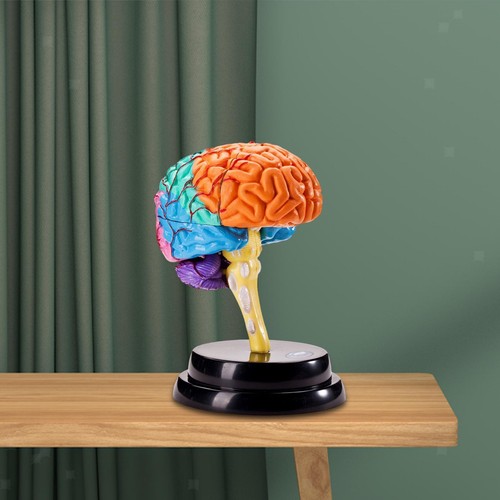 Human brain model anatomy - model,