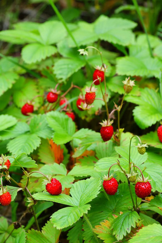 Wild strawberry seeds - wild, 50