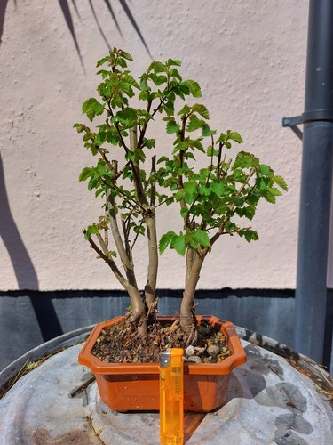 English elm - english,