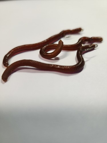 Earth worm fly fishing wet - earth,