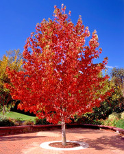 Liquidambar Styraciflua -