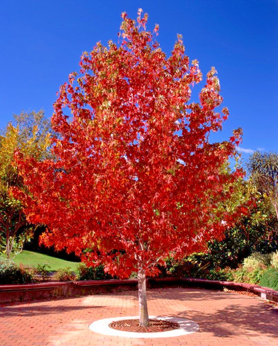 Liquidambar styraciflua - styraciflua,