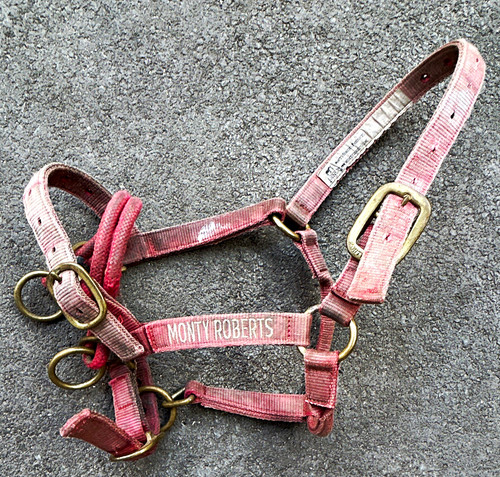 Monty roberts horse - horse, headcollar