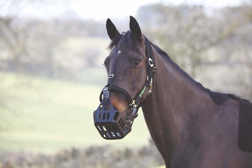 Greenguard headcollar black - headcollar, in