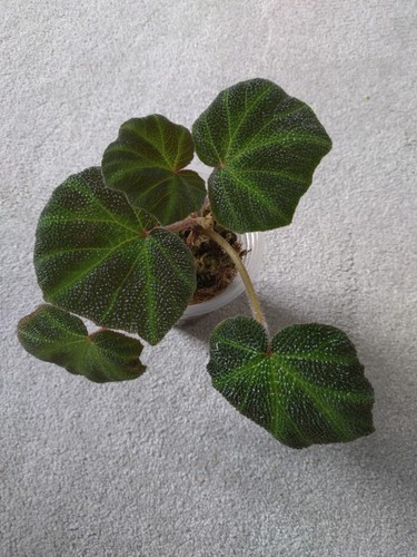 Begonia soli mutata - begonia, soli-mutata