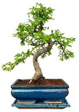 Chinese Elm (Ulmus Parvifolia)