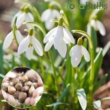 Snowdrop bulbs 50 Native English snowdrops SPRING flowering bulbs