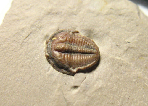 Cambrian elrathia kingi - cambrian,