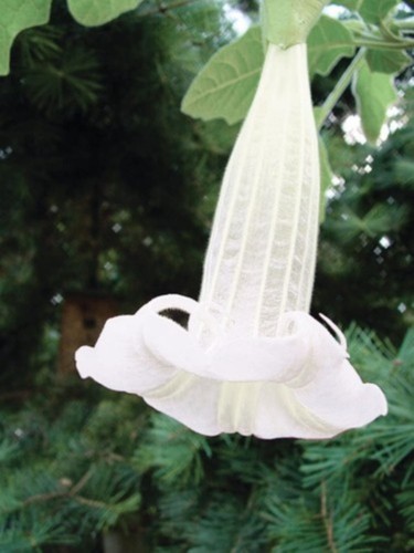 Brugmansia sanguinea alba 10 - alba,