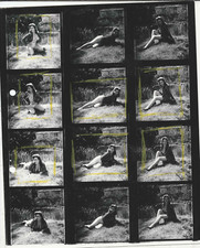 TINA MADDISON HARRISON MARKS MODEL 10X8 VINTAGE PHOTO CONTACT TWELVE IMAGES