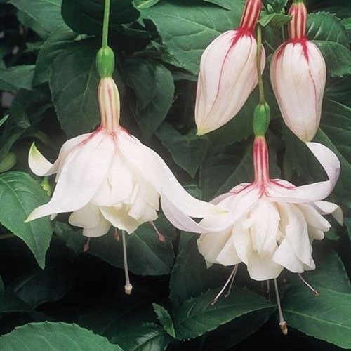 Fuchsia trailing happy - fuchsia, 'happy