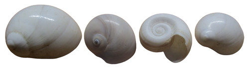 Lot sea shells white moon - lot,