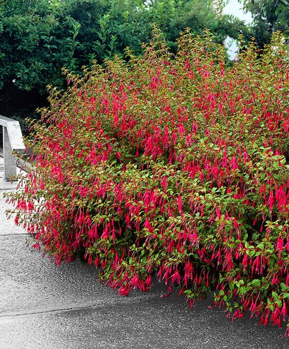 Hardy fuchsia riccartonii - 6,