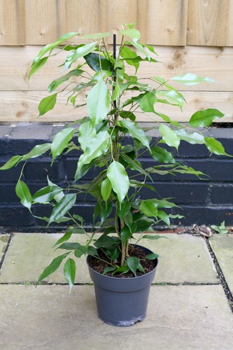Large ficus benjamina - large,